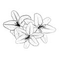 Vector illustration of three lily flowers in full bloom looking to us. Black outline of petals, graphic drawing. For