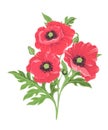 Vector illustration of three red poppies isolated on white background Royalty Free Stock Photo