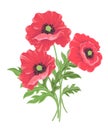 Vector illustration of three red poppies isolated on white background Royalty Free Stock Photo