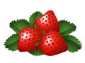 Vector illustration of three strawberries Royalty Free Stock Photo