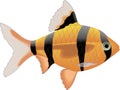 Tiger Barb Illustration