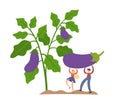Vector illustration of tiny people farmer with big eggplant