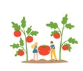 Vector illustration of tiny people farmer with big tomato