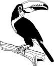 Toco Toucan Illustration