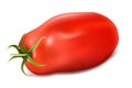 Vector illustration of tomato San Marzano. Royalty Free Stock Photo