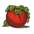 Vector illustration of Tomato woodcut Royalty Free Stock Photo