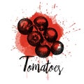 Vector illustration, tomatoes. Hand drawn graphics