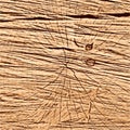 Vector illustration of tree cross section. Wooden brown texture .