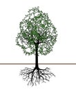 Vector illustration of tree silhouette with root. Eps10 Royalty Free Stock Photo