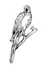Vector illustration of tropical ara parrot sitting on tree. Isolated monochrome parrot bird.