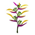 Vector Illustration of tropical heliconia flower. Beautiful blossoming exotic flower. Editable graphic elements for