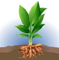 Turmeric plant Royalty Free Stock Photo