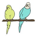 Vector illustration of two budgerigars colored and depicted by a line. Royalty Free Stock Photo