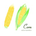 Vector illustration of two colorful corns Royalty Free Stock Photo
