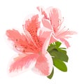 Vector illustration of two delicate pink and white flower, bud of rhododendron