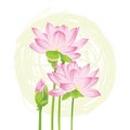 a set vector illustration of two lotus flowers with one bud just growing Royalty Free Stock Photo