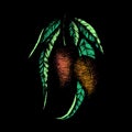 Vector illustration with two mangoes hanging on a branch with leaves on a black background. Hand-drawn colored mango fruits. Royalty Free Stock Photo