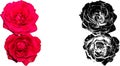Vector illustration of two red rose from my garden Royalty Free Stock Photo