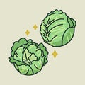 Vector illustration of two ripe green cabbages