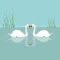 Two white swans swimming