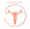 Vector illustration uterus and stages of fetal development. isolated on white background. Pregnancy. Fetal growth from Royalty Free Stock Photo