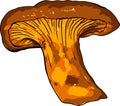 Vector illustration of various fungi Chanterelle