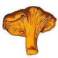 Vector illustration of various fungi Chanterelle