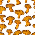 Vector illustration of various fungi Chanterelle