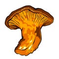 Vector illustration of various fungi Chanterelle