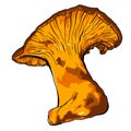 Vector illustration of various fungi Chanterelle