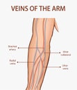 Vector illustration of a veins of the arm Royalty Free Stock Photo