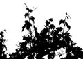 Vector illustration of vine leaves branches. Sarments, vine shoots, tendrils
