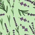 lavender seamless pattern. Vector illustration in vintage engraved style, background for fabric, textile, wrapping paper Royalty Free Stock Photo