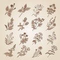 Vector illustration in vintage style. Collection of hand drawn medicinal, botanical and healing beauty herbs from garden