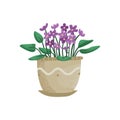 Vector illustration of a violet in a pot