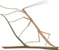 Walking Stick Bug Vector Illustration Royalty Free Stock Photo