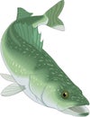 Walleye Illustration