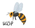 Vector illustration with wasp, bee on a white background isolated Royalty Free Stock Photo