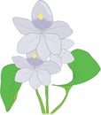 Water Hyacinth Vector Illustration