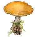 Vector illustration of watercolor portrait of mushroom