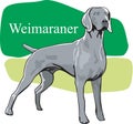 Weimaraner Vector Illustration