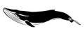 Vector illustration of a whales .Fish on a white background.