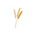 Vector illustration of wheat, rye or barley ears whole grain, black silhouette symbol icon isolated on white background Royalty Free Stock Photo