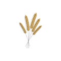 Vector illustration of wheat, rye or barley ears with whole grain, harvest symbol or icon isolated on white background Royalty Free Stock Photo