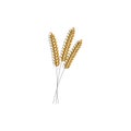 Vector illustration of wheat, rye or barley ears with whole grain,harvest symbol or icon isolated on white background Royalty Free Stock Photo
