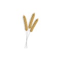 vector illustration of wheat, rye or barley ears with whole grain,wheat, rye or barley crop harvest symbol or icon Royalty Free Stock Photo