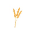 Vector illustration of wheat, rye or barley ears with whole grain, yellow wheat, rye or barley crop harvest symbol or icon