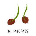 Vector illustration of wheatgrass in hand drawn flat style.