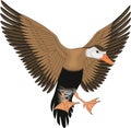 Whistling Duck Flying Illustration