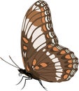 White Admiral Butterfly Illustration